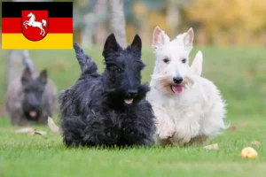 Read more about the article Criadores de Scottish Terrier e cachorros na Baixa Saxónia