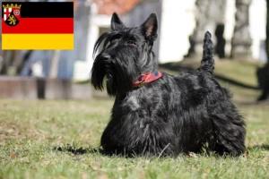 Read more about the article Criadores de Scottish Terrier e cachorros em Rhineland-Palatinate