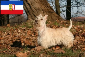 Read more about the article Criadores de Scottish Terrier e cachorros em Schleswig-Holstein