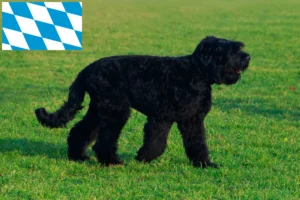 Read more about the article Criadores de Russian Black Terrier e cachorros na Baviera