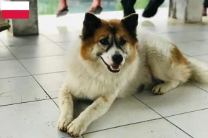 Read more about the article Thai Bangkaew Criador de cães e cachorros na Polónia