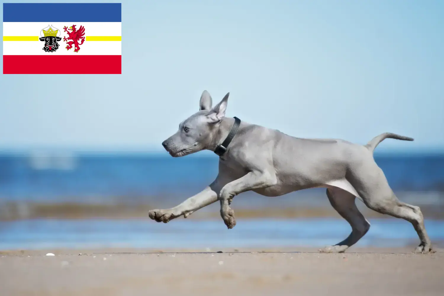 Read more about the article Criadores de Thai Ridgeback e cachorros em Mecklenburg-Vorpommern