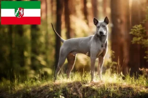 Read more about the article Criadores de Thai Ridgeback e cachorros na Renânia do Norte-Vestefália
