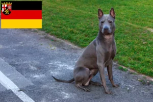 Read more about the article Criadores de Thai Ridgeback e cachorros em Rhineland-Palatinate