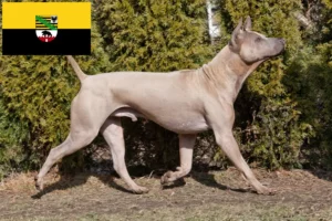 Read more about the article Criadores de Thai Ridgeback e cachorros em Saxónia-Anhalt