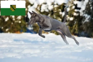 Read more about the article Criadores de Thai Ridgeback e cachorros em Saxónia
