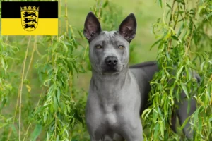 Read more about the article Criadores de Thai Ridgeback e cachorros em Baden-Württemberg