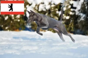 Read more about the article Thai Ridgeback criador e cachorros em Berlim