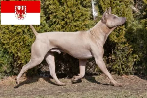Read more about the article Criadores de Thai Ridgeback e cachorros em Brandenburg