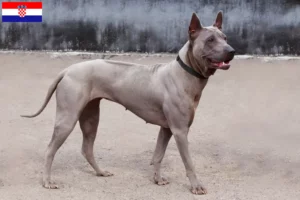 Read more about the article Criadores de Thai Ridgeback e cachorros na Croácia