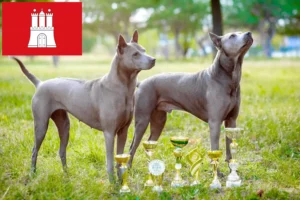Read more about the article Thai Ridgeback criador e cachorros em Hamburgo