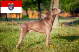 Read more about the article Criadores de Thai Ridgeback e cachorros em Hessen