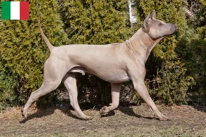 Read more about the article Criadores de Thai Ridgeback e cachorros em Itália
