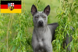 Read more about the article Criadores de Thai Ridgeback e cachorros em Saarland