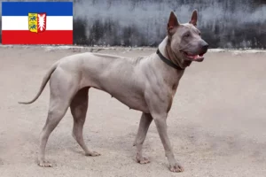 Read more about the article Criadores de Thai Ridgeback e cachorros em Schleswig-Holstein