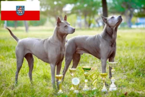 Read more about the article Criadores de Thai Ridgeback e cachorros em Thuringia