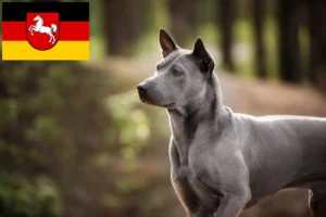 Read more about the article Criadores de Thai Ridgeback e cachorros na Baixa Saxónia