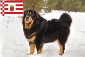 Read more about the article Criador de cães tibetanos e cachorros em Bremen
