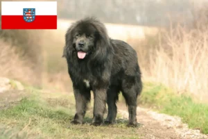 Read more about the article Criador de cães tibetanos e cachorros em Thuringia