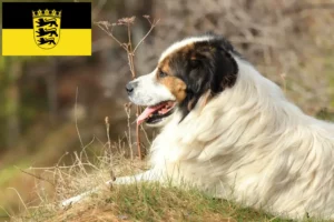 Read more about the article Criadores de Tornjak e cachorros em Baden-Württemberg