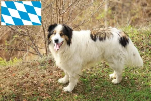 Read more about the article Criadores de Tornjak e cachorros na Baviera