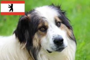 Read more about the article Criadores de Tornjak e cachorros em Berlim