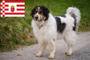 Read more about the article Criadores de Tornjak e cachorros em Bremen