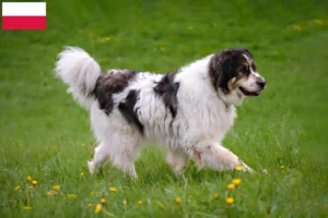 Read more about the article Criadores de Tornjak e cachorros na Polónia