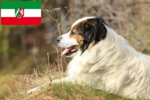Read more about the article Criadores de Tornjak e cachorros na Renânia do Norte-Vestefália