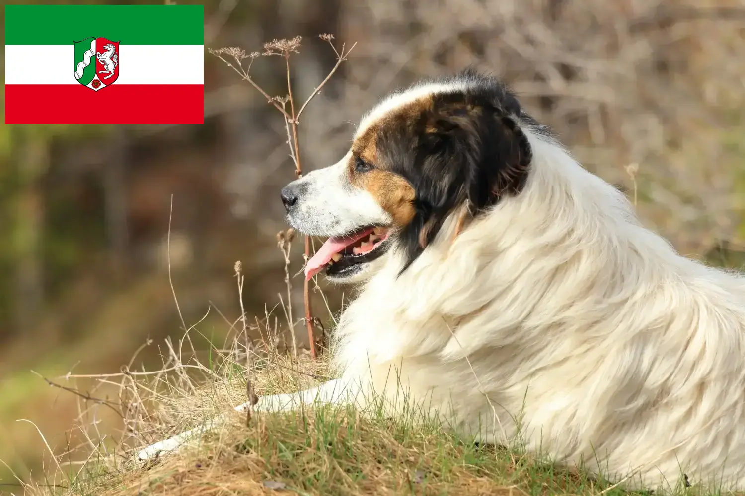 Read more about the article Criadores de Tornjak e cachorros na Renânia do Norte-Vestefália