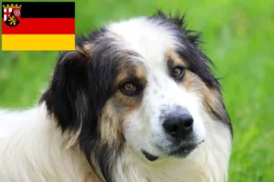 Read more about the article Criadores de Tornjak e cachorros na Renânia-Palatinado