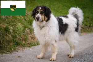 Read more about the article Criadores de Tornjak e cachorros na Saxónia