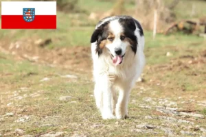 Read more about the article Criadores de Tornjak e cachorros na Turíngia