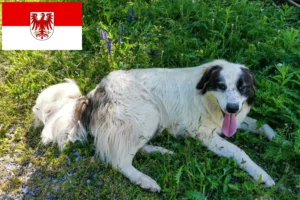 Read more about the article Criadores de Tornjak e cachorros em Brandenburg