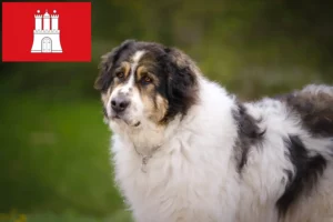 Read more about the article Criadores de Tornjak e cachorros em Hamburgo