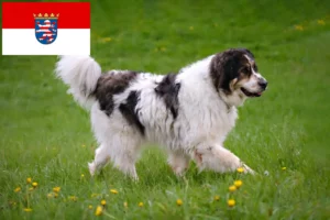 Read more about the article Criadores de Tornjak e cachorros em Hessen