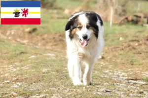 Read more about the article Criadores de Tornjak e cachorros em Mecklenburg-Vorpommern
