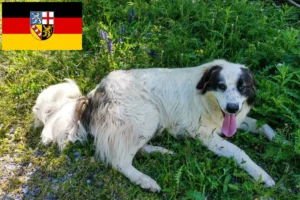 Read more about the article Criadores de Tornjak e cachorros no Sarre