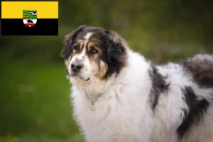 Read more about the article Criadores de Tornjak e cachorros na Saxónia-Anhalt