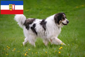 Read more about the article Criadores de Tornjak e cachorros em Schleswig-Holstein