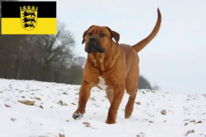 Read more about the article Criadores de Tosa e cachorros em Baden-Württemberg