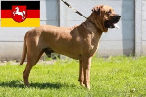 Read more about the article Criadores de Tosa e cachorros na Baixa Saxónia