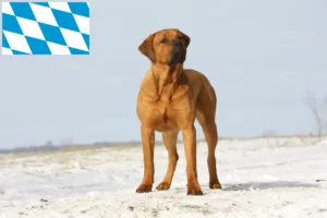 Read more about the article Criadores de Tosa e cachorros na Baviera
