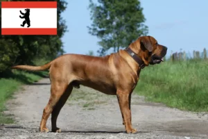 Read more about the article Criadores de Tosa e cachorros em Berlim