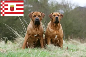 Read more about the article Criadores de Tosa e cachorros em Bremen