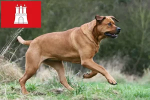 Read more about the article Criadores de Tosa e cachorros em Hamburgo