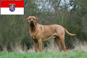 Read more about the article Criadores de Tosa e cachorros em Hessen