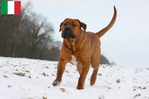Read more about the article Criadores de Tosa e cachorros em Itália