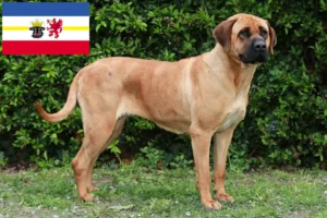 Read more about the article Criadores de Tosa e cachorros em Mecklenburg-Vorpommern