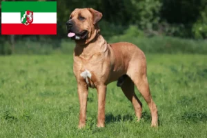 Read more about the article Criadores de Tosa e cachorros na Renânia do Norte-Vestefália